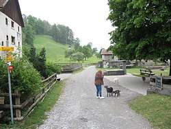 Welcomed by goats