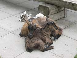 Goats everywhere