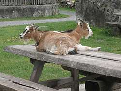 Goats even on the table