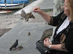 Me feeding the sparrows