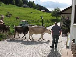 The young farmer and his cows