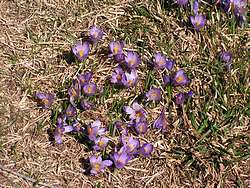 Spring flowers on Julia Pass