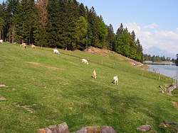 Goats next to thel ake