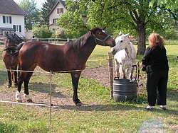 Me, the horse talker