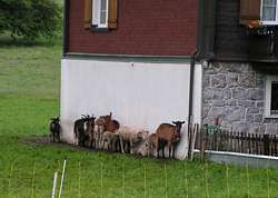 Goats along a wall