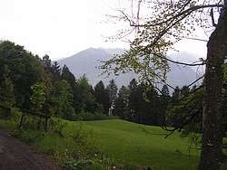 Mountain meadow