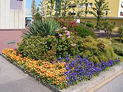 Flowerbed in Ascona