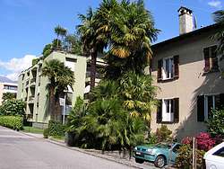 Palm trees in modern Ascona