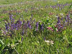 Wild flower meadow