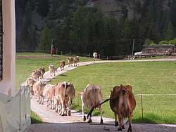 Marcus' cows walking home