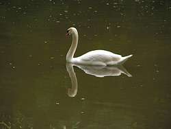 Swan on Giessenpark pond