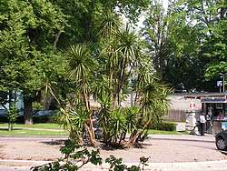 Palm trees also here!