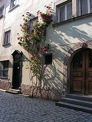 Roses on a wall