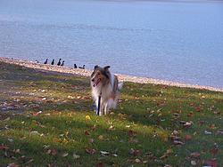 Laddie at the lake