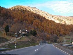 Golden larch trees