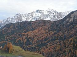 Larches amidst green pines