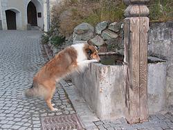 Laddie frinking water from the fountain