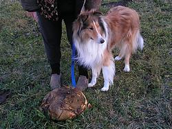 Huge puffball mushroom