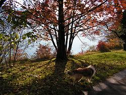 Laddie in the park north of the harbor