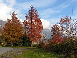 Fall colors in the northern park