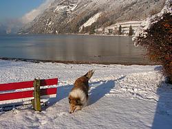 Laddie at a park bench