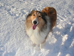 Laddie loves the snow