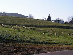 Sheep grazing outside Roggwil