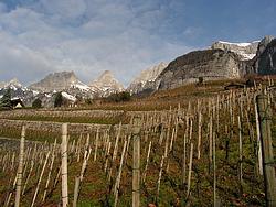 Vineyard north of the practice