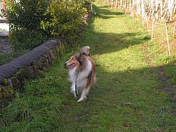 Laddie in the vineyards