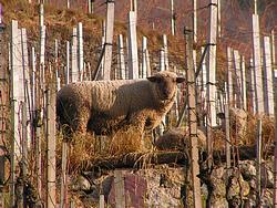 Sheep in a vineyard