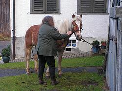 Talking to Helene's Halflinger pony