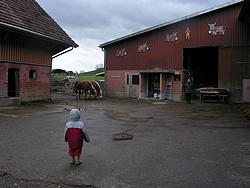 The horse & cattle stable of the farm
