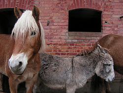 A pony and a cute little donkey