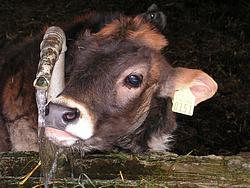 A calf lapping water from the tap
