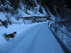 Laddie in the ravine