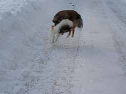 Laddie frolicking on the road