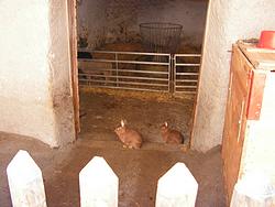 Rabbits and sheep in Ftan