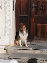 Guard dog Laddie at the front door