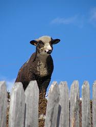 Welcomed by sheep