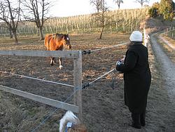 Horses behind the castle