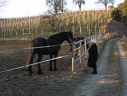 Talking to the horses  -  of course