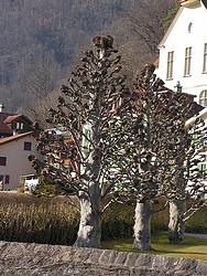 Funny trees in Weesen
