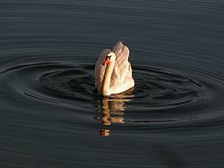 Yes, I do love swans