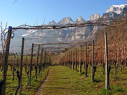 In the vineyrds of Tscherlach