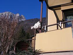 A cat on a balcony