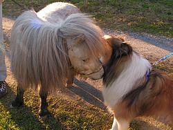 For once, it's Laddie who's talking to the horses