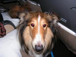 Laddie the globe-trotter