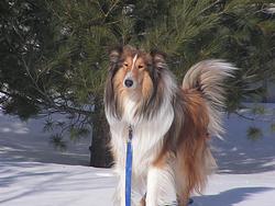 Laddie back in the US snow