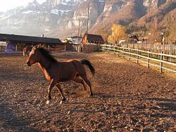 Carol's horses