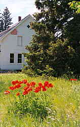 Poppies behind farmhouse